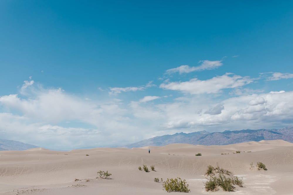 deserts - green plants on dry sand under blue sky